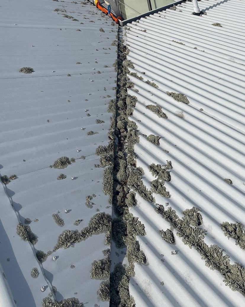 White Colorbond roof in Rose Bay with lichen and dirt in the valley, before treatment