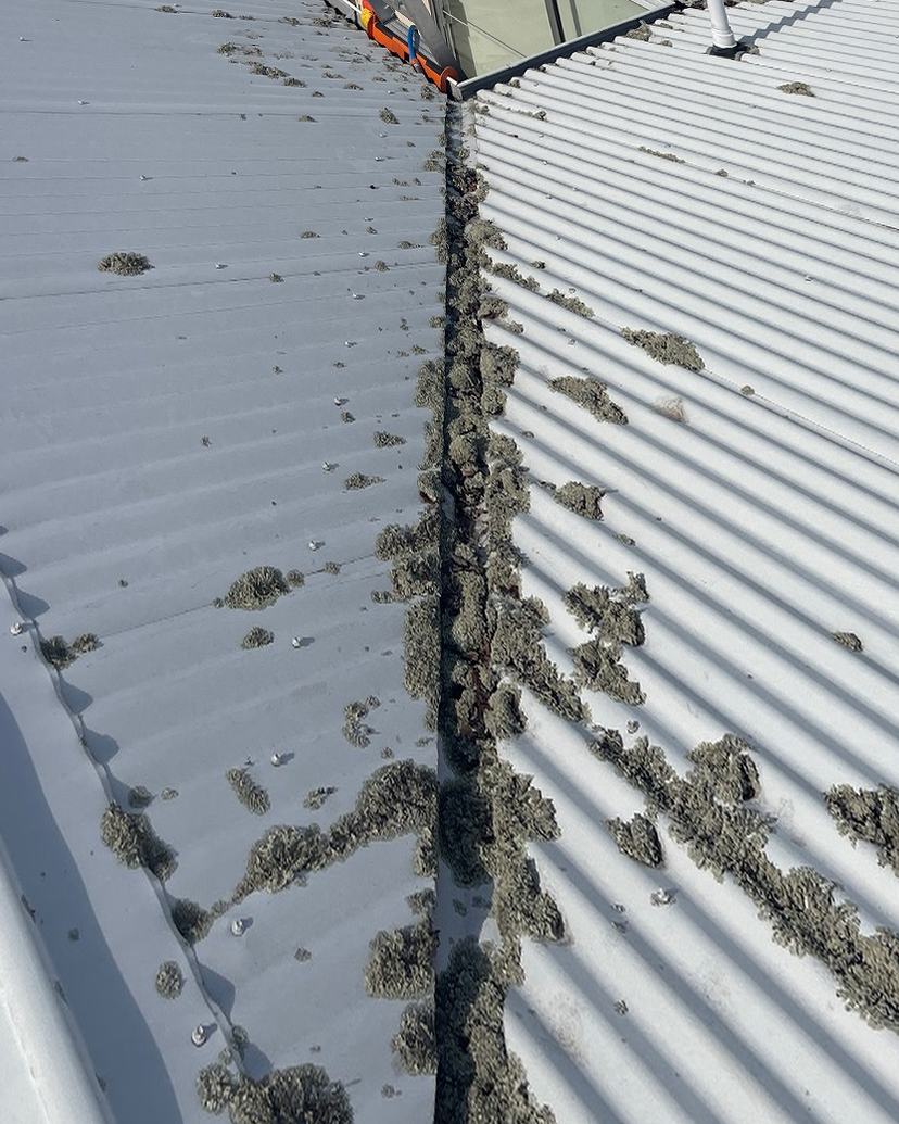 White Colorbond roof in Rose Bay with lichen and dirt in the valley, before treatment