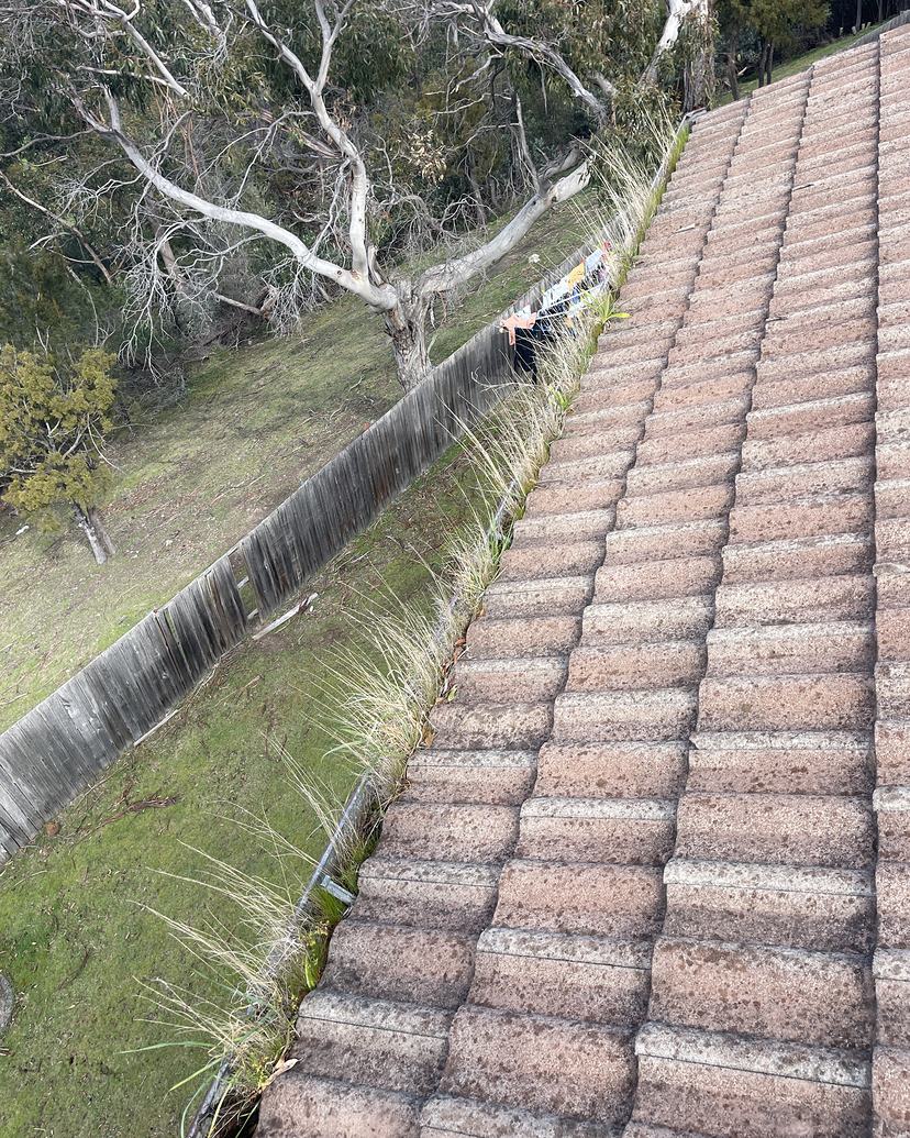 Gutter along a tiled roof in Lenah Valley full of grass and debris, before cleaning