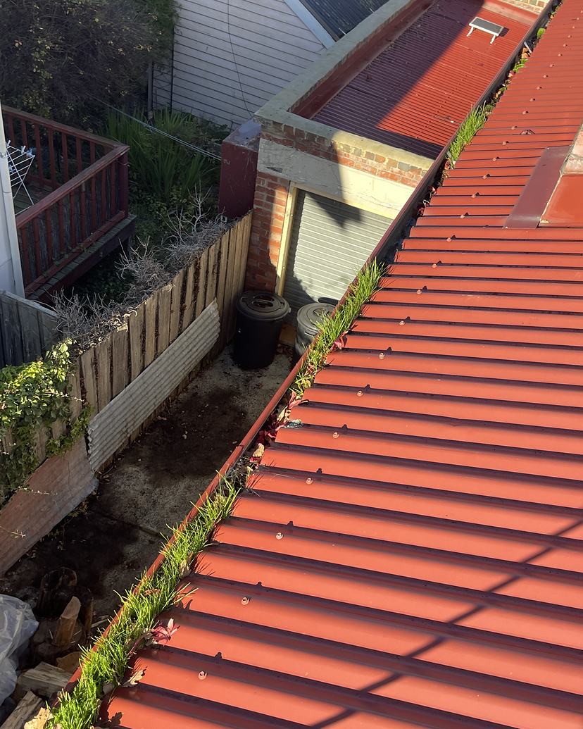 Red Colorbond roof gutter in West Hobart with grass growing out of it, before cleaning