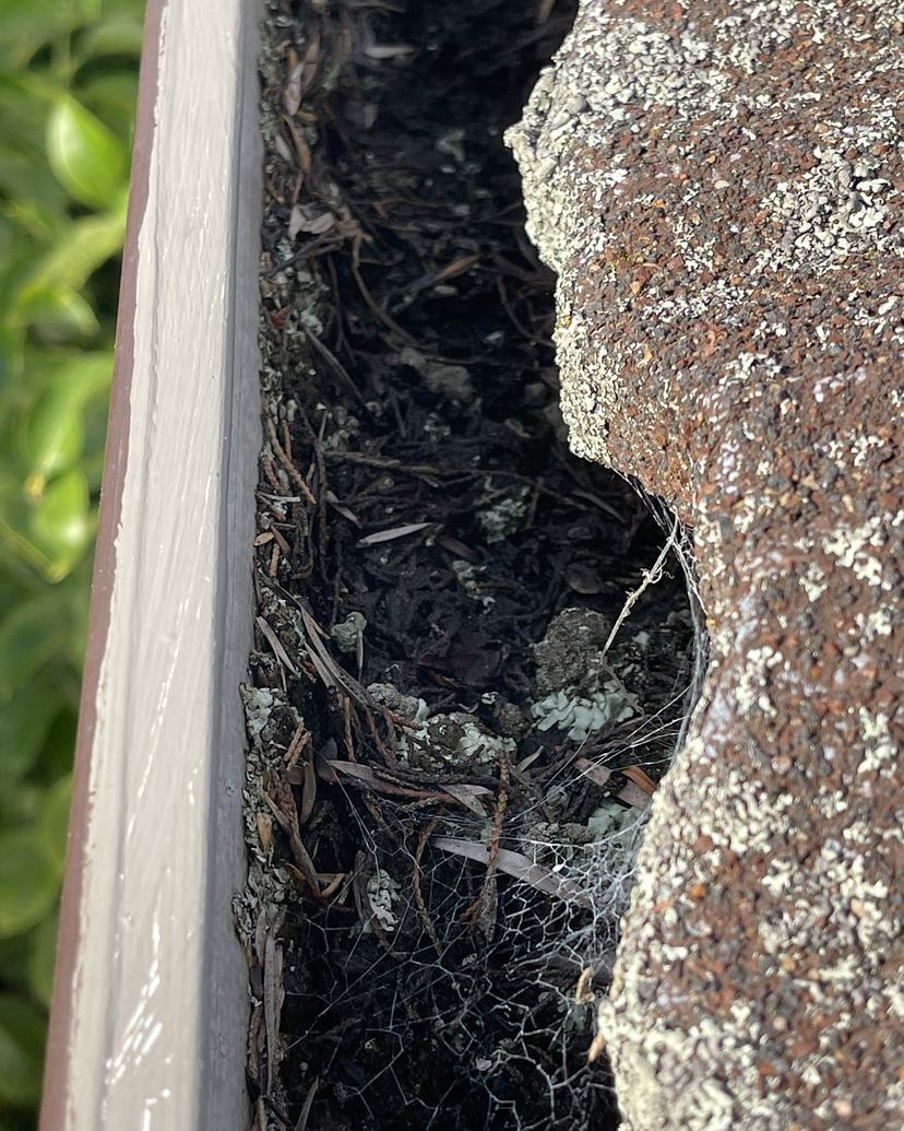Gutter packed with leaf litter under lichen covered roof tiles, before cleaning