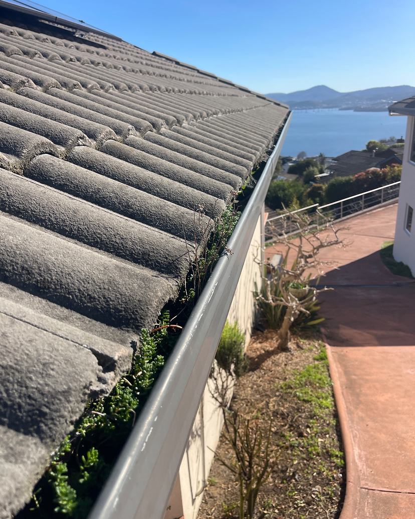 Gutter on a tiled roof in Sandy Bay with plants growing in it, before cleaning