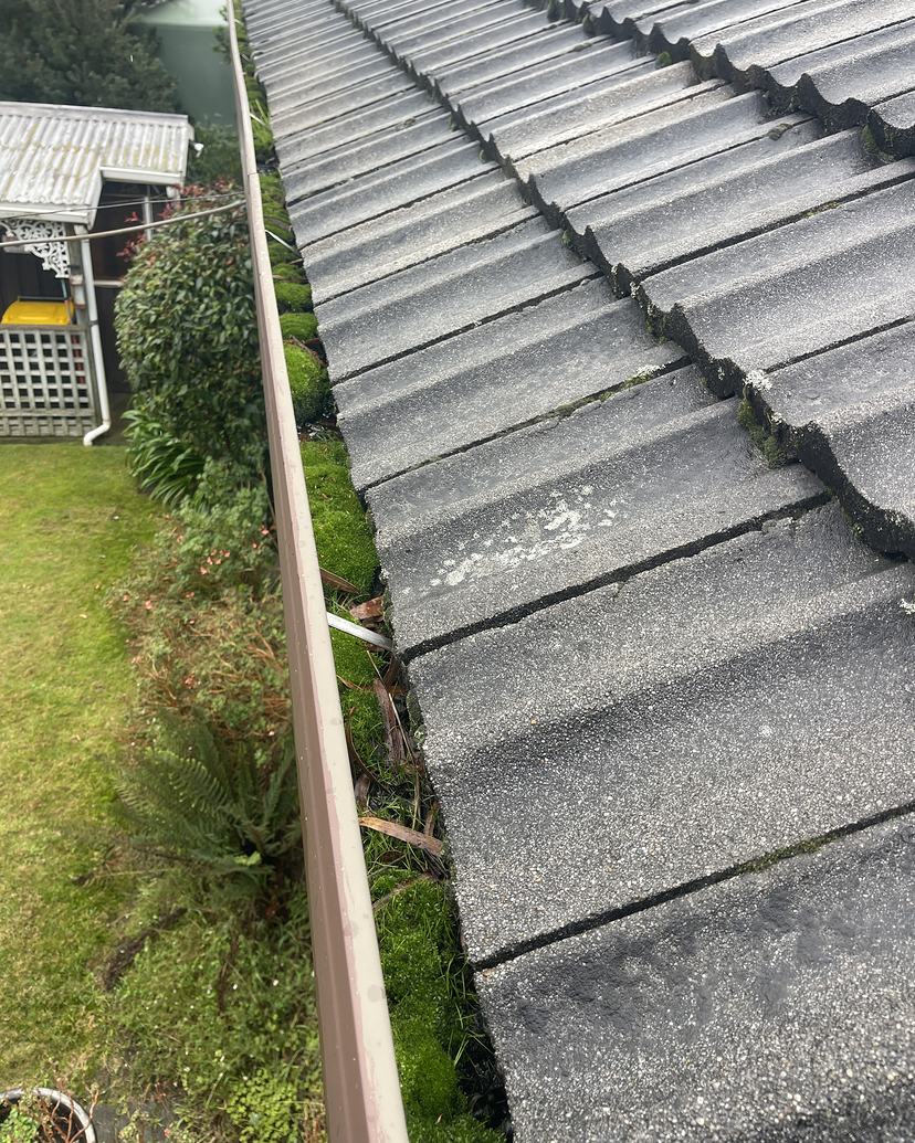 Tiled roof gutter at Seven Mile Beach filled with moss, before cleaning