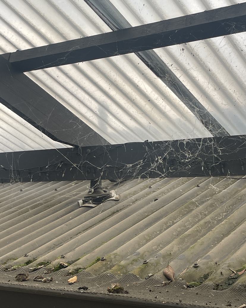 Pergola beams and clear roofing covered in cobwebs, before cleaning