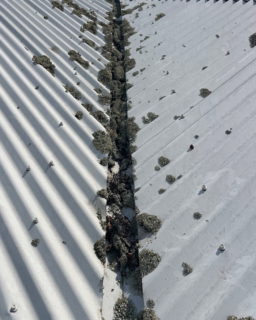 Colorbond roof valley in Rose Bay packed with lichen along its length, before treatment