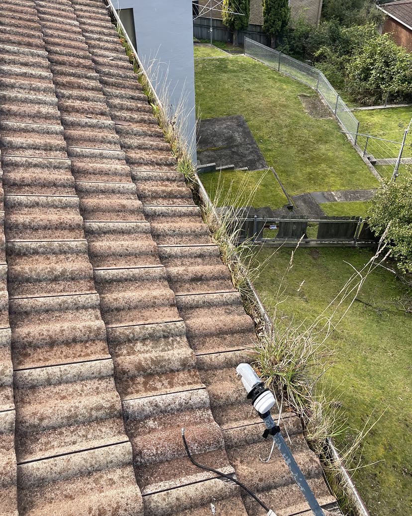 Tiled roof in Lenah Valley with weeds growing in the gutter, before cleaning